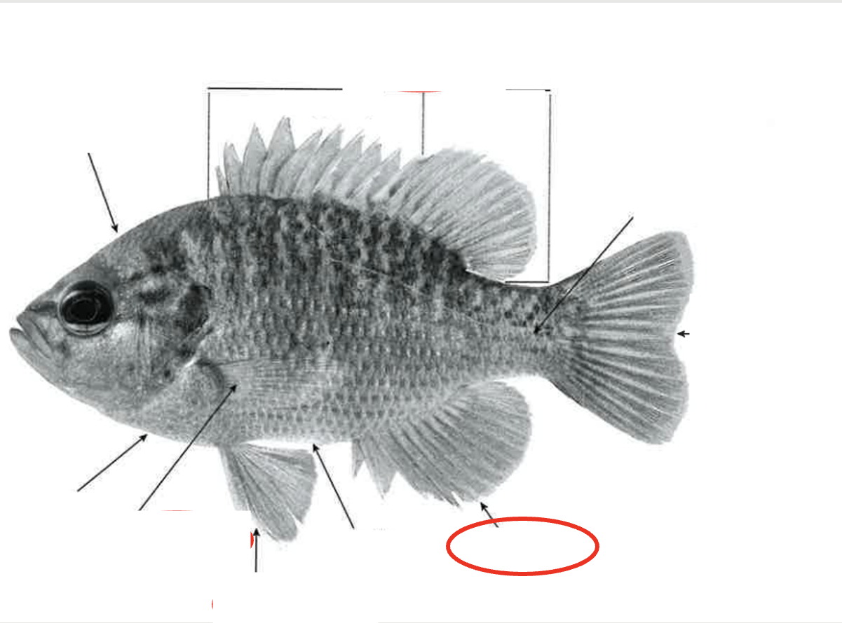 <p>What type of fin?</p>