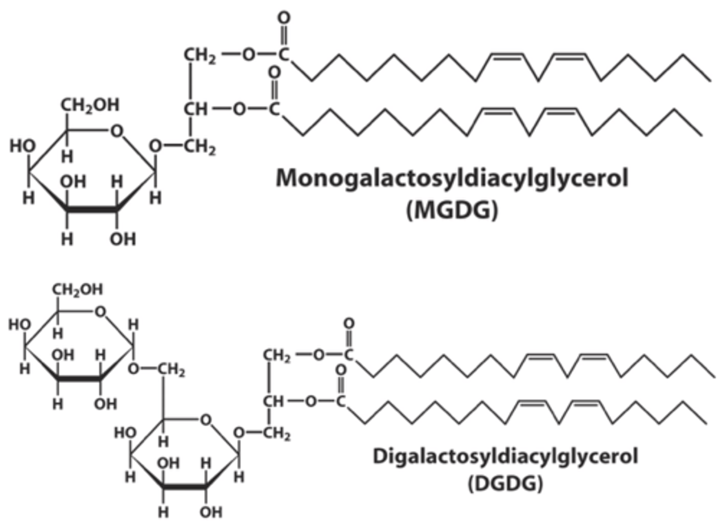 <p>- attached to 1 (monogalactosyldiacylglycerol) or 2 (digalactosyldiacylglycerol) galactose residues</p><p>- Attached to the C3 hydroxyl group of diacylglycerol</p><p>- Linkage type: glycosidic bond</p><p>- Predominantly found in thylakoid MBs of chloroplasts</p>