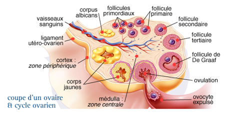 <ol><li><p>follicule primordial</p></li><li><p>follicule primaire</p></li><li><p>follicule secondaire</p></li><li><p>follicule secondaire mûr</p></li><li><p>follicule ovarique mûr</p></li><li><p>follicule se rompt puis libère son ovocyte de 2e ordre HORS de l’ovaire; c’est l’ovulation</p></li><li><p><strong><span style="color: yellow">corps</span></strong> <strong><span style="color: yellow">jaune</span></strong>, formé à partir des cellules folliculaires qui entouraient l’ovocyte (corps jaune durant 2 semaines)</p></li><li><p>corps blanc (corpus albicans), c’est le corps jaune qui s’est dégénéré et qui est devenu le corps blanc</p></li></ol>