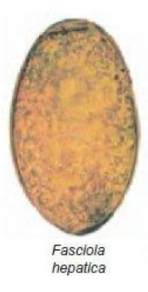 <p>Equine - Identify </p>