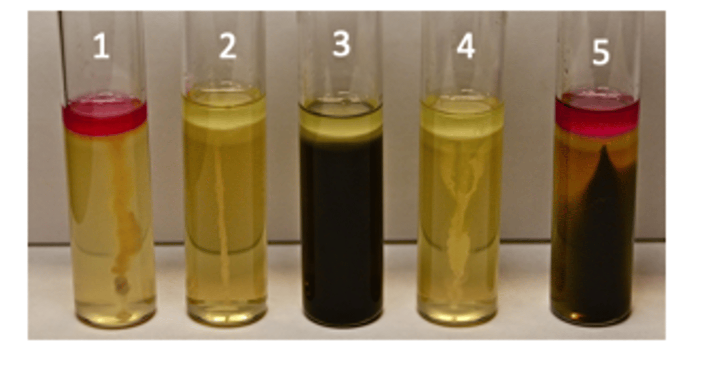 <p>1:</p><p>indole: +</p><p>H2s: -</p><p>motility: +</p><p>2:</p><p>indole: -</p><p>H2s:-</p><p>motility: +</p><p>3:</p><p>indole: -</p><p>H2s: +</p><p>motility: -</p><p>4:</p><p>indole: -</p><p>H2s: -</p><p>motility: +</p><p>5:</p><p>indole: +</p><p>H2s: +</p><p>motility: +</p>