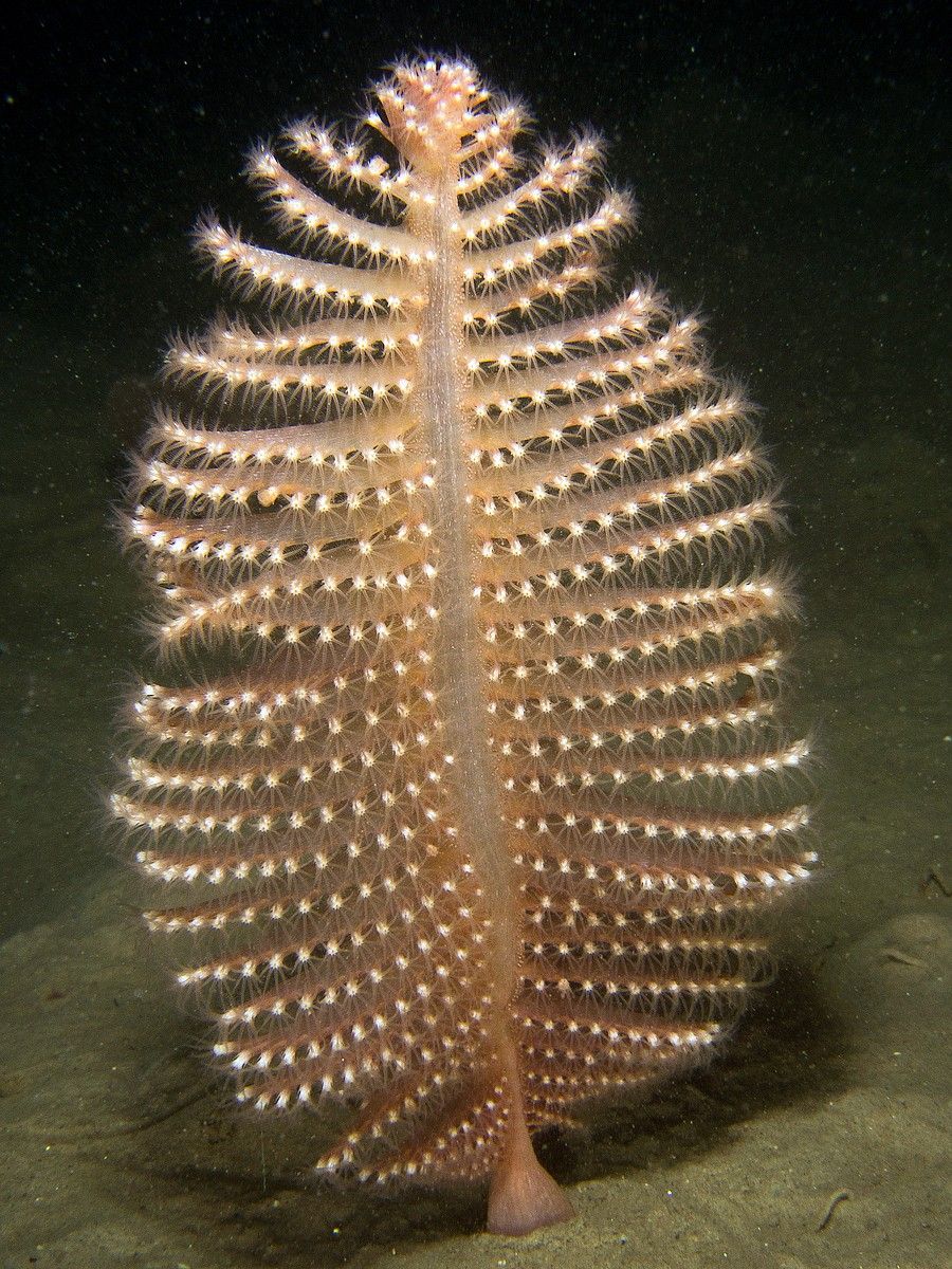 <p>Sea pen (<em>Pennatula</em>)</p>