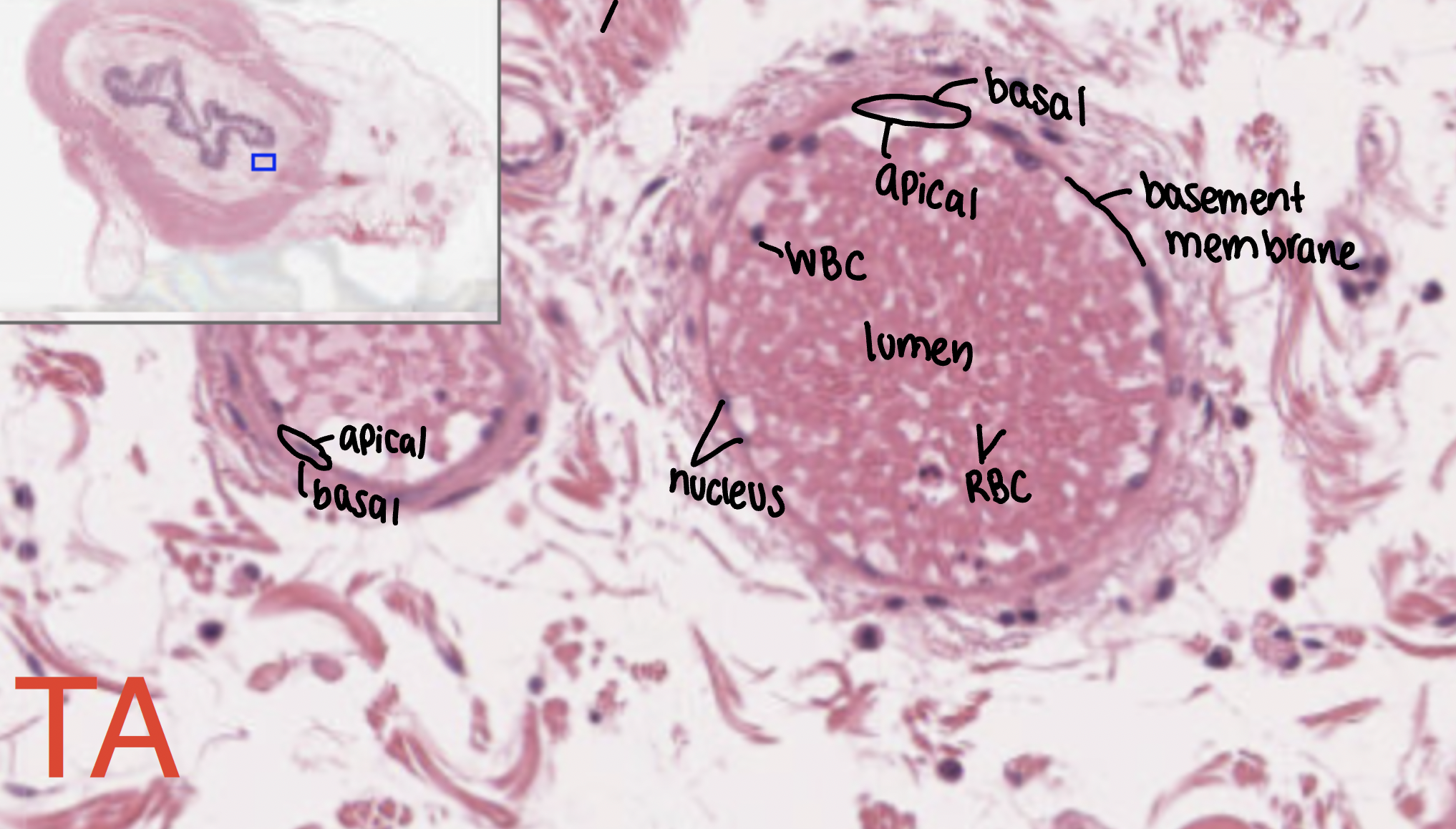 <p>air sacs of the lungs and the lining of the heart, blood vessels, and lymphatic vessels</p>