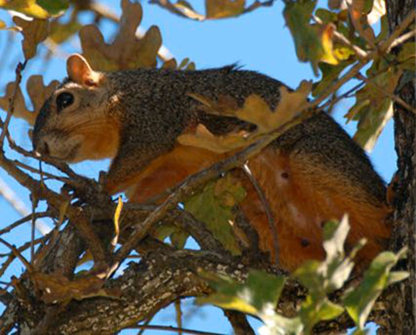 <p>Identify the species shown:</p>