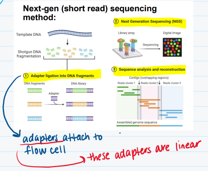 <ul><li><p>a<strong> short</strong>&nbsp;read</p></li><li><p>increased efficiency</p><ul><li><p>a nucleotide is bound to a different <strong>fluorescent color </strong>which helps you to read the DNA sequence</p></li></ul></li></ul><p></p>