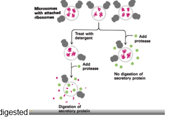 <p>when you have a microsome with secretory proteins in them and protease alone is added, no digestion of secretory proteins occurs. When detergent is added to break down the microsome membrane, then protease is added the secretory protein is digested</p>