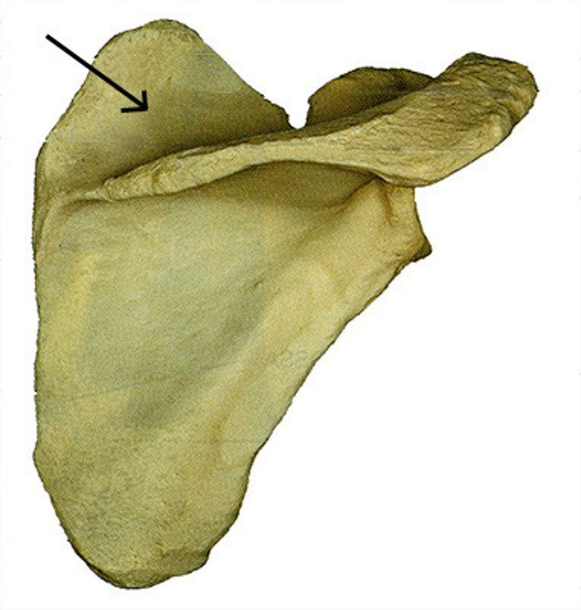 <p>The "valley" above the scapular spine</p>