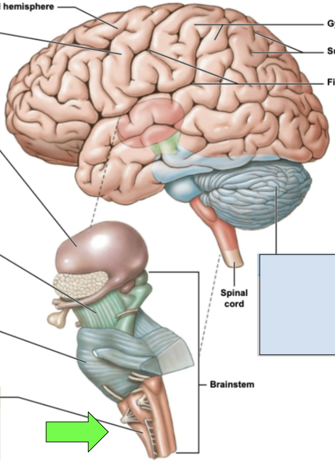 <p><span style="background-color: transparent;"><span>most inferior portion of brainstem; processes essential to cervical especially cardiovascular system impulses; joins brainstem to spinal cord</span></span></p>