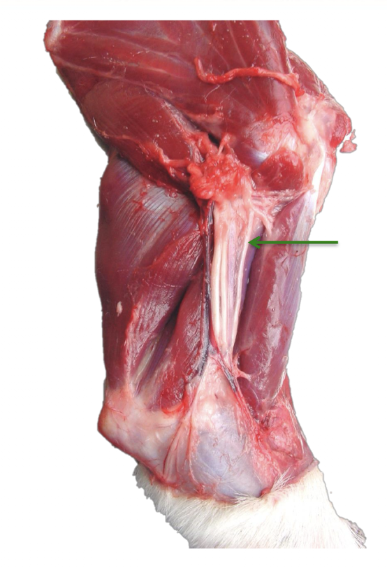 <p><span><span>Which nerve is shown in this picture?</span></span></p>