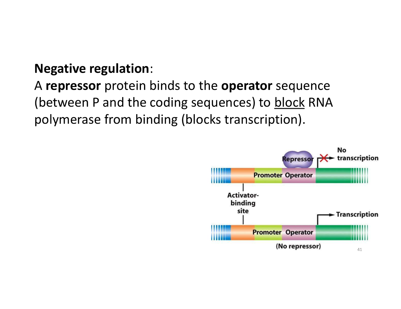<p>in negative regulation, binding of the regulatory molecule decreases transcription</p>