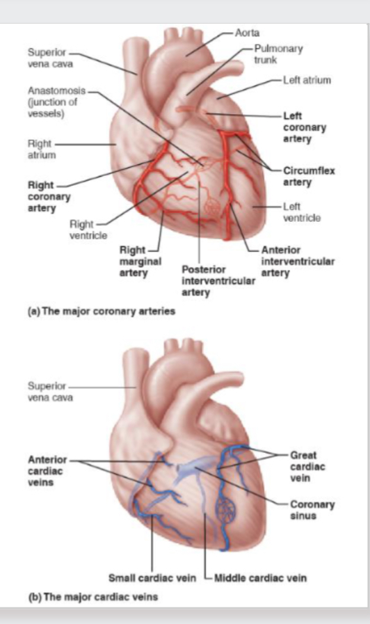 <ul><li><p>walls of heart too study for blood inside it to diffuse into tissue and there are no capillaries on inside</p></li><li><p>Provides O2 and nutrient the wall has own blood supply called coronary arteries</p></li><li><p>Heart is muscle so when works hands it needs more o2</p></li></ul><p></p>