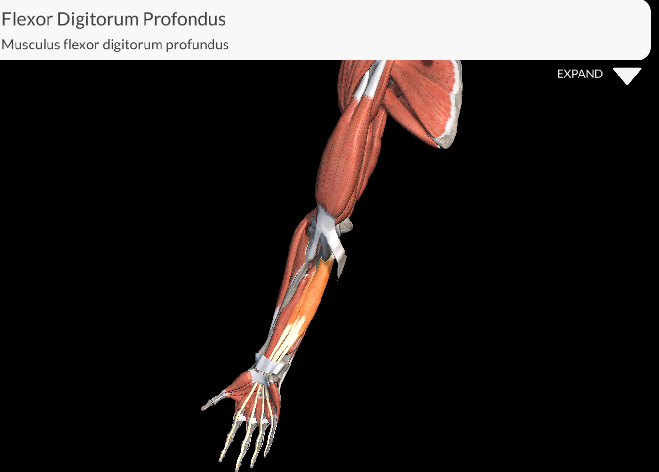 <p>Flexor Digitorium Profundus muscle</p>
