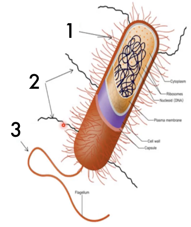 <p>Identify (2)</p>