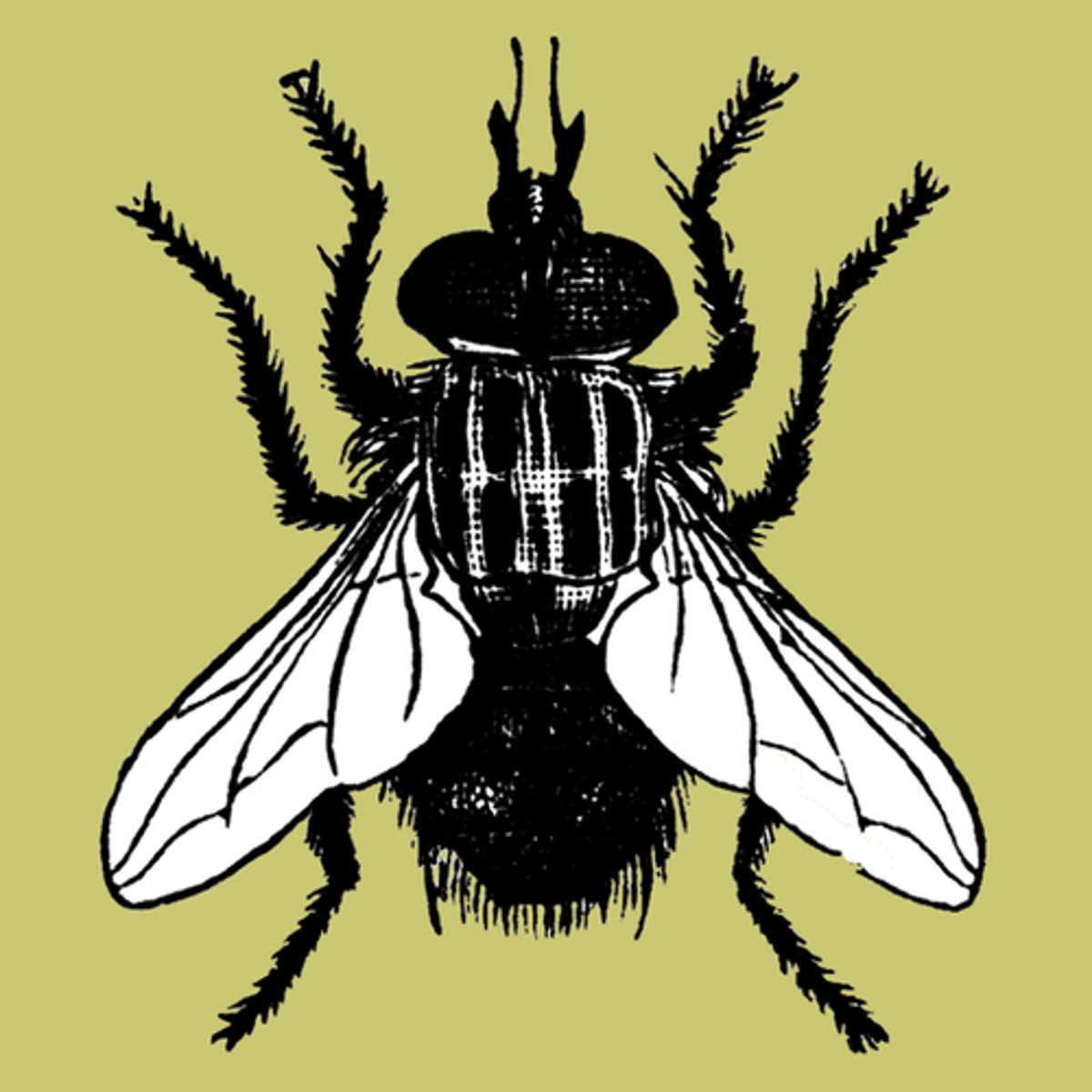 <p>insecto negros con alas</p>