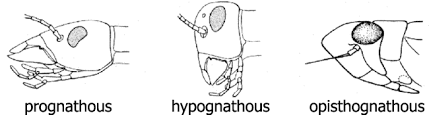 <p>prognathous</p>