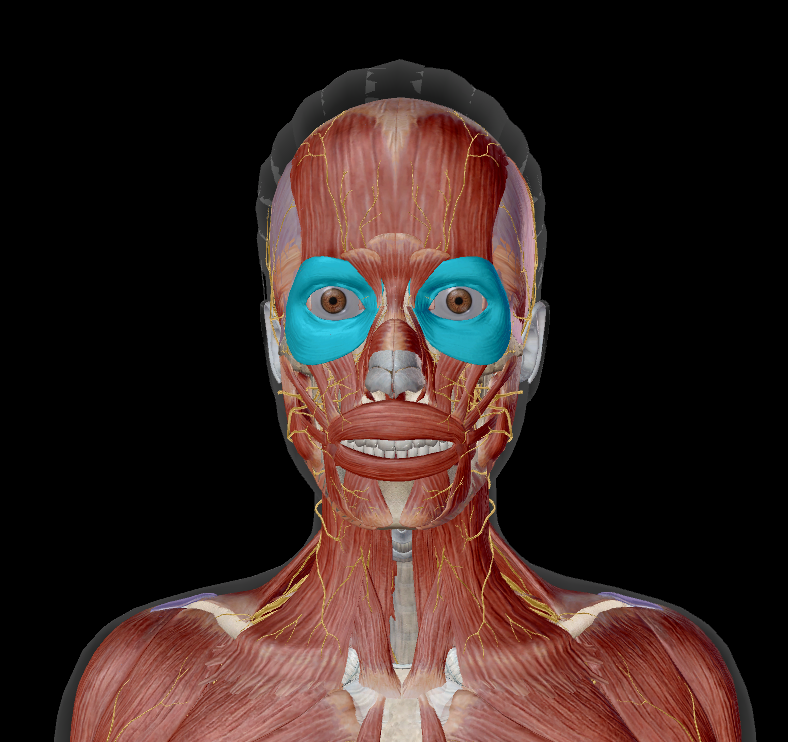 <p>name the muscle + action</p>