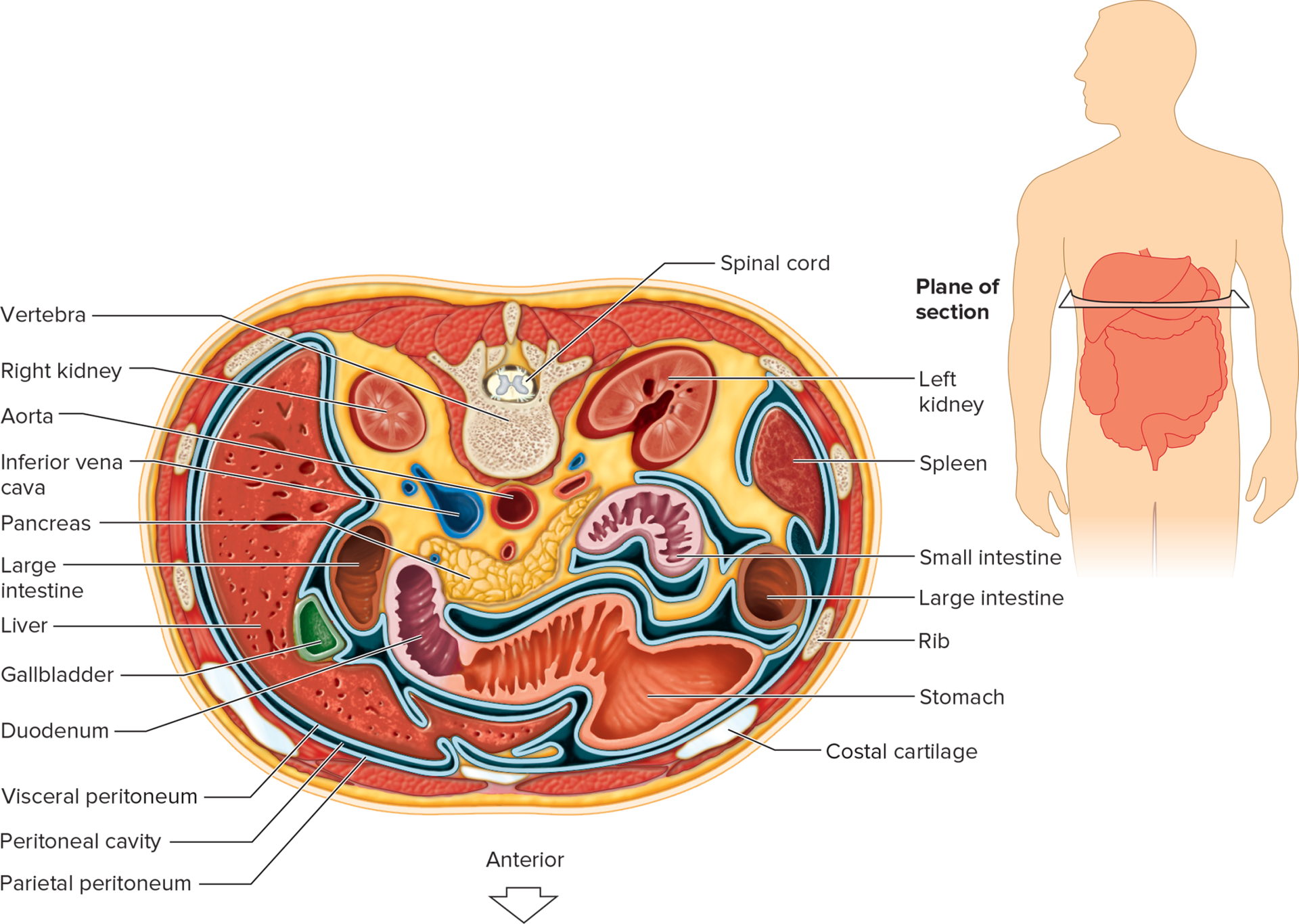 <p>connective tissue lining the abdominal cavity comprised of two layers.</p>
