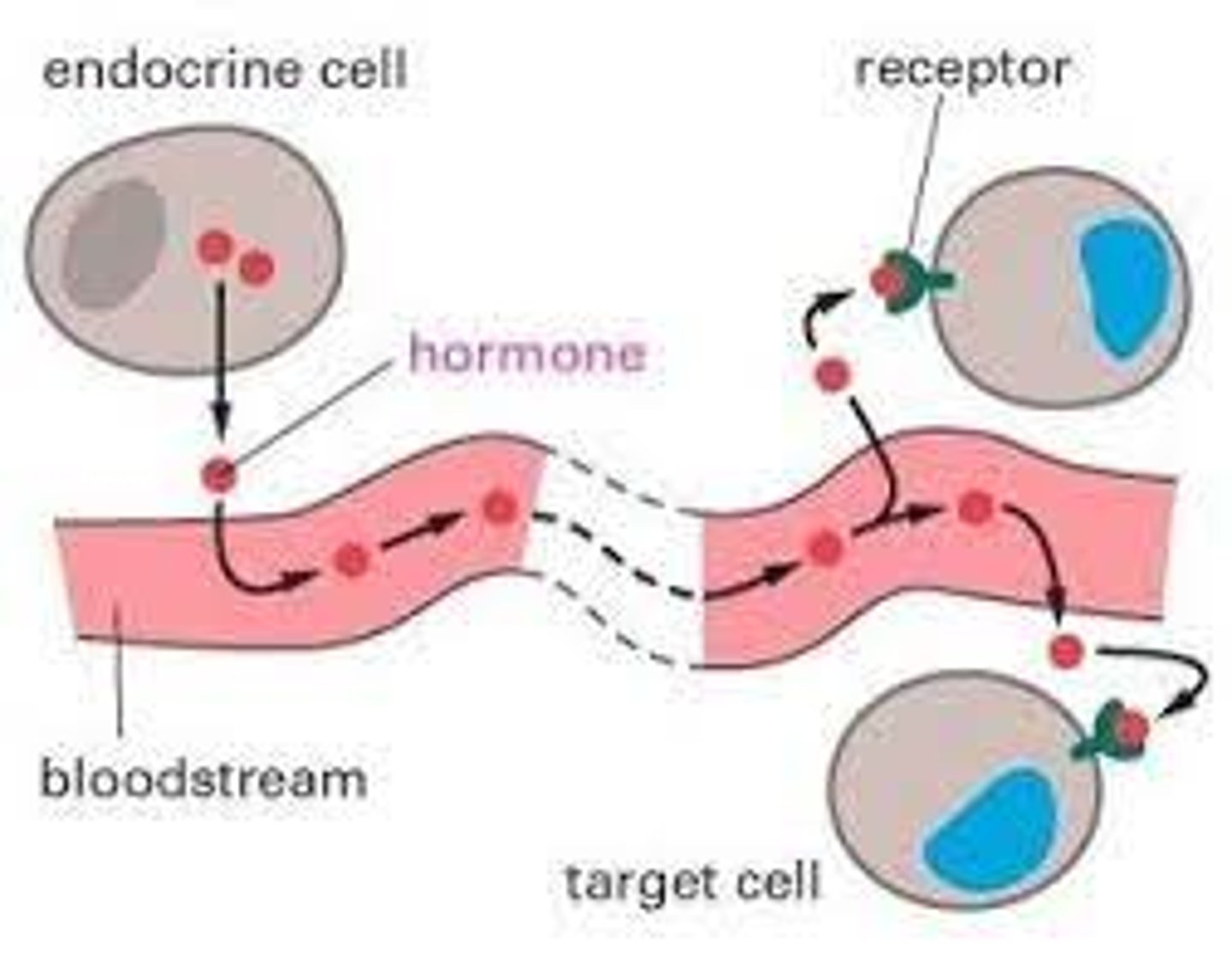 <p>Endocrine signaling: cells secrete a signaling molecule, usually into the bloodstream, that will travel to a far away cell. The molecules are usually hormones traveling through the blood stream.</p>