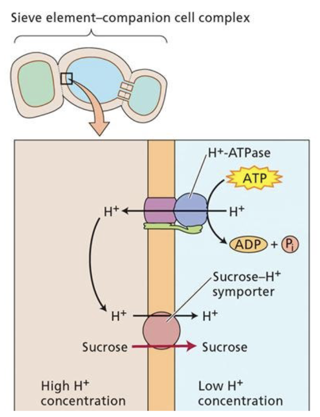 <p>(active apoplastic)</p><p>Using ATP to create a proton gradient, sucrose is unloaded into the cell wall (why it’s called apoplastic) then pumped into the companion cell along with H+ using a symporter. This causes sugars to be in high concentration in the veins</p>