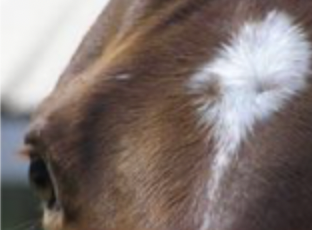 <p>circular whorl</p>