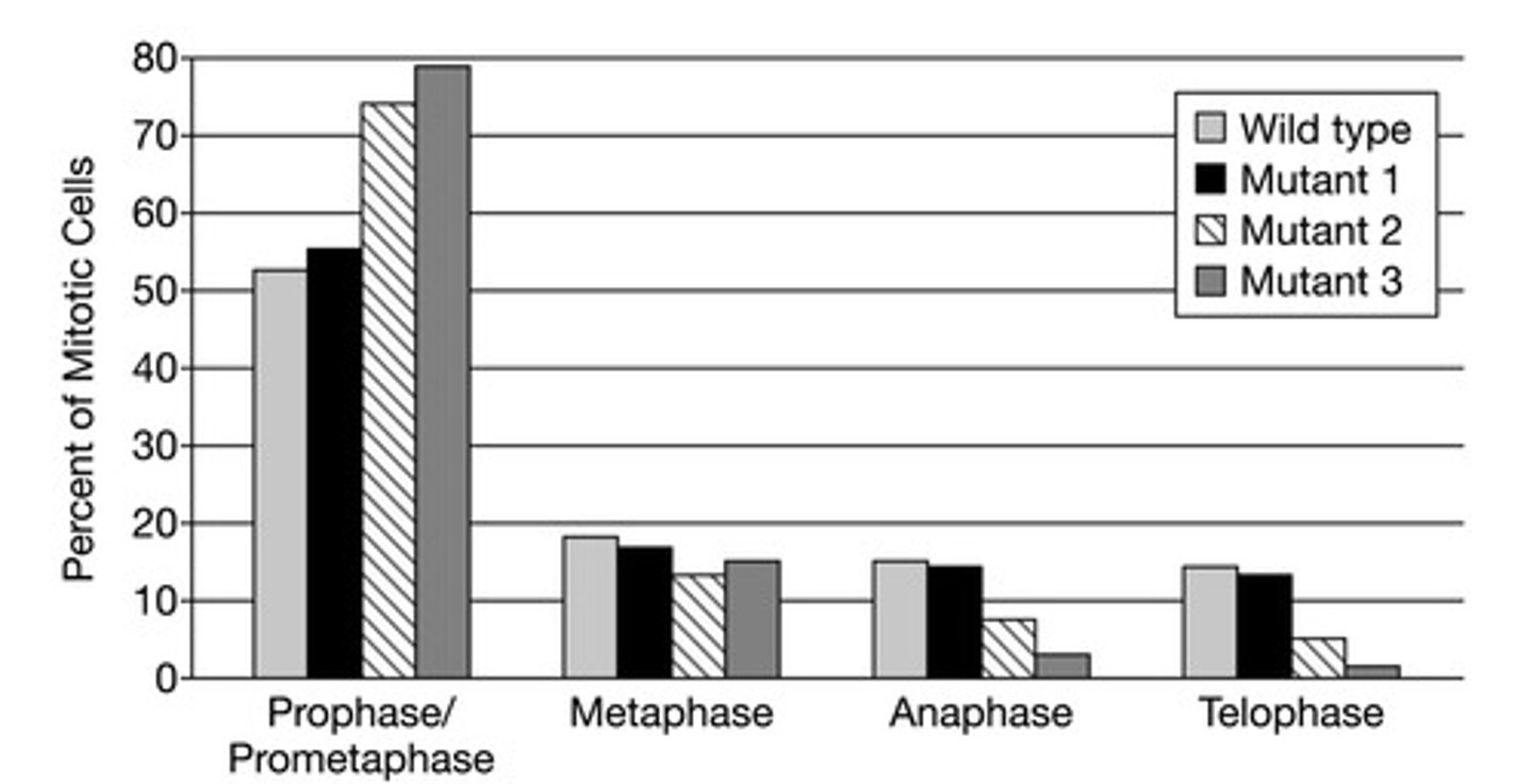 <p><strong>C. </strong>In mutant 3 cells, more time is spent in prophase/prometaphase than in the later stages of mitosis.</p>