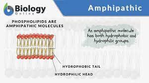 Hydrophilic and hydrophobic regions

ex: phospholipid 