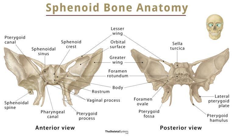 <p>appears in the front of the sphenoid bone </p>