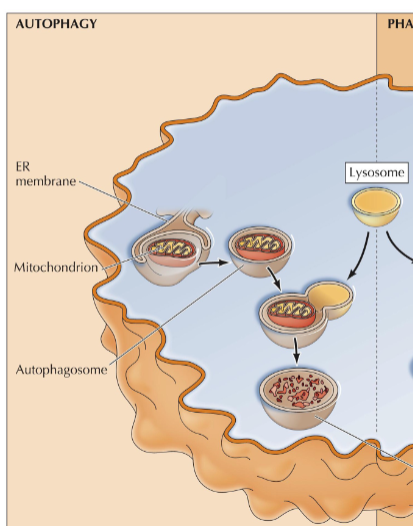 <p>turnover of the cell’s own components. Important in embryonic development and programmed cell death.</p>