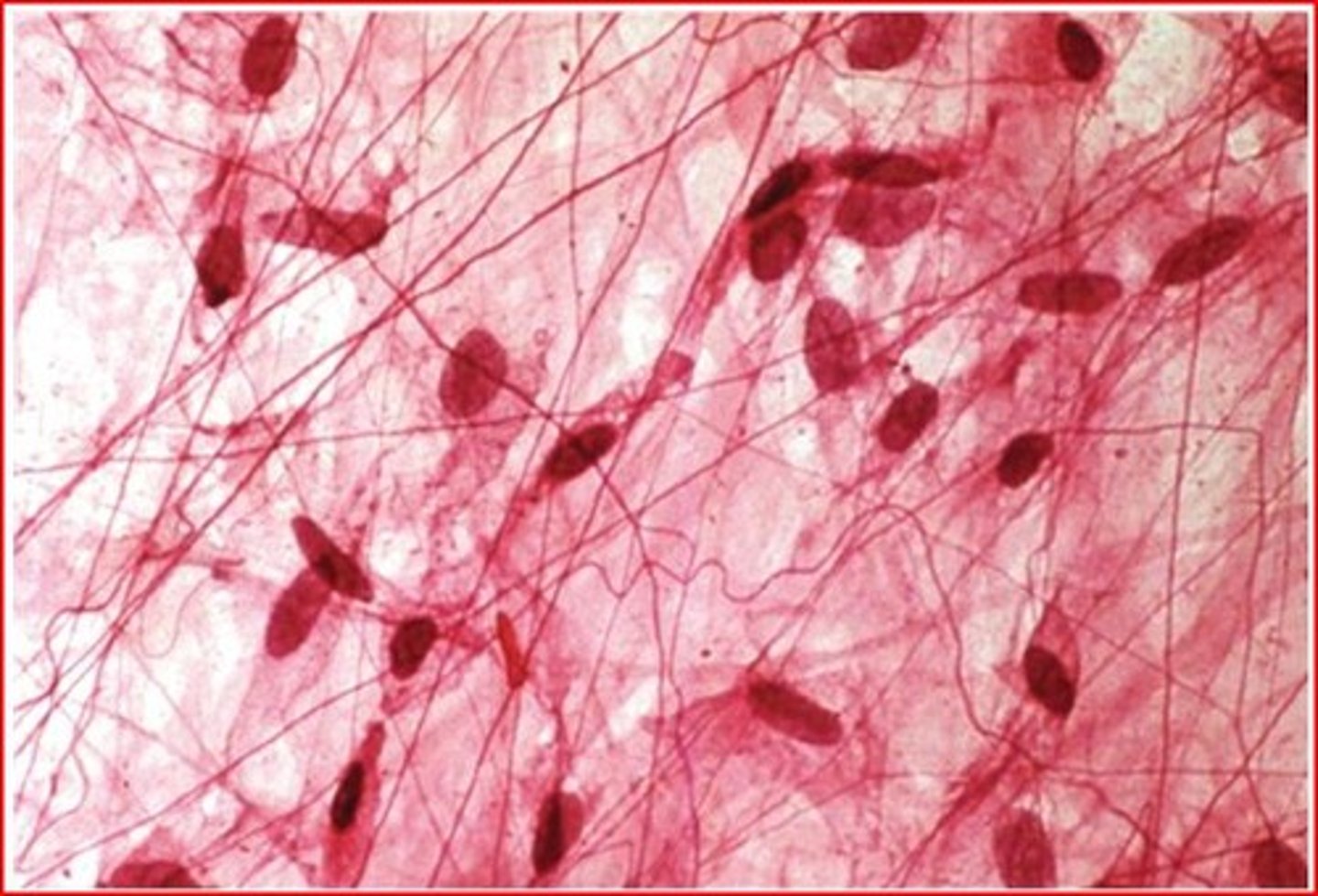 <p>found between many organs, where it acts both to absorb shock and bind tissues together</p>