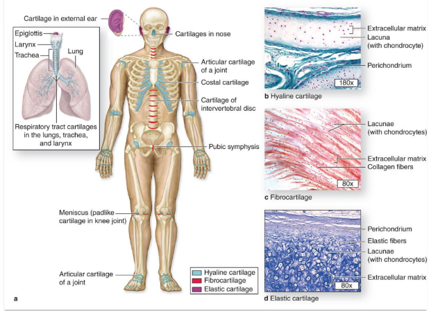 <p>-hyaline cartilage: articular, rib ends</p><p>-fibrocartilage: intervertebral discs</p><p>-elastic cartilage: ear, epiglottis</p>