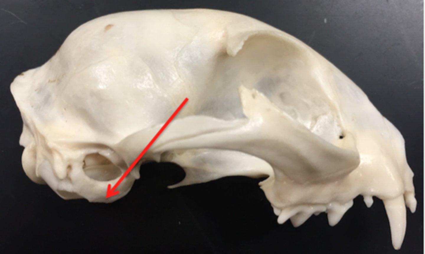 <p>The bulbus area at the ventral aspect of the temporal bone</p>