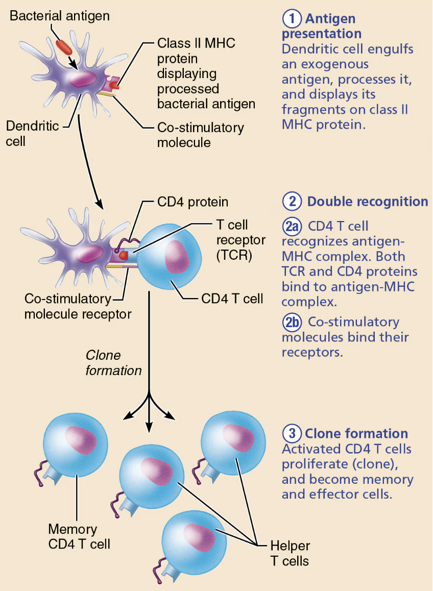 <p><strong><em>Simultaneous recognition of self and non-self</em></strong></p><ol><li><p><strong>Antigen presentation</strong></p><ul><li><p><span style="color: blue;"><strong><mark data-color="blue" style="background-color: blue; color: inherit;"><span>Dendritic cell</span></mark></strong></span> engulfs an exogenous antigen, processes it, and displays it fragments on class<span style="color: blue;"><strong><span> II MHC protein </span></strong></span></p></li></ul></li><li><p><strong>Double recognition </strong> </p><ul><li><p><strong><mark data-color="blue" style="background-color: blue; color: inherit;">CD4 T cell</mark></strong> recognizes <span style="color: blue;"><strong>antigen-MHC complex</strong></span> → Both TCR and CD4 proteins bind to antigen-MHC complex </p></li><li><p>T cell must bind one or more <span style="color: blue;"><strong>co-stimulatory signals</strong></span> present on the antigen-presenting cell </p></li></ul></li><li><p><strong>Clone formation </strong></p><ul><li><p><strong><mark data-color="blue" style="background-color: blue; color: inherit;">Activated CD4 T cells</mark></strong> proliferate (clone), and become <span style="color: blue;"><strong><mark data-color="blue" style="background-color: blue; color: inherit;"><span>memory</span></mark></strong></span> and <span style="color: blue;"><strong><mark data-color="blue" style="background-color: blue; color: inherit;"><span>effector cells </span></mark></strong></span></p></li></ul></li></ol><p></p>