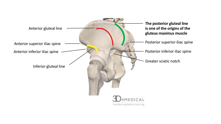 <p>Anterior Gluteal Line</p>