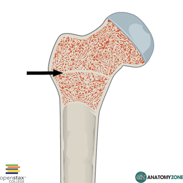 <p>When bone stops growing in length, it becomes ossified</p>