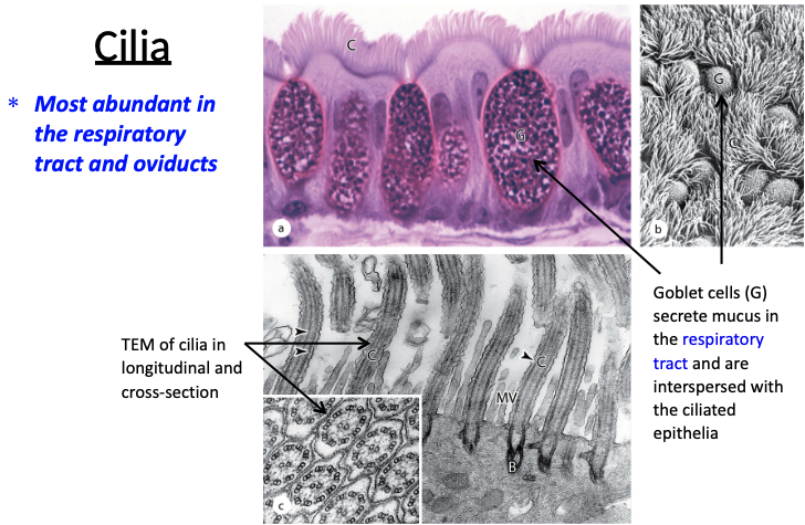 <p>Most abundant in respiratory tract and oviducts.</p>