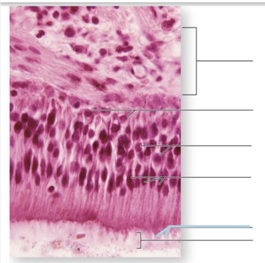 knowt flashcard image