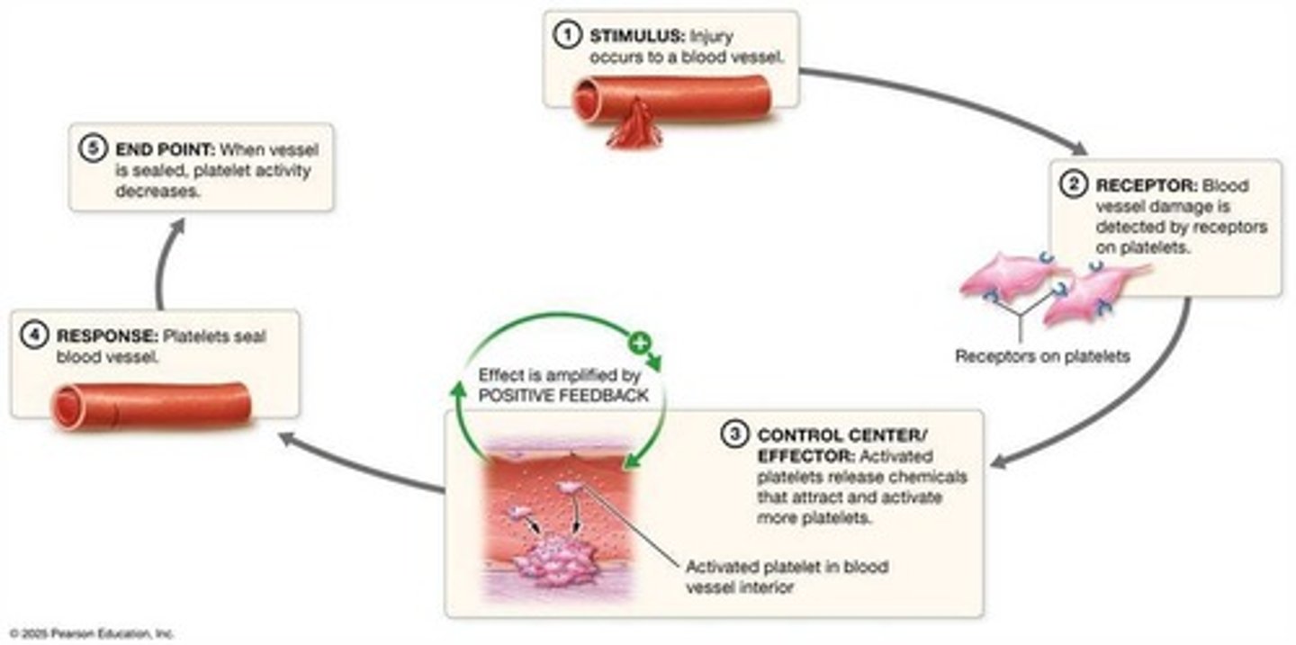 <p>Example of positive feedback in response to injury.</p>