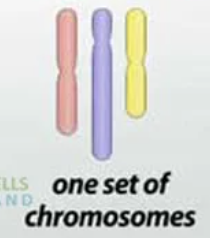 <p>a cell or organism that has a single set of chromosomes<span><span>, which is half the number of chromosomes found in diploid cells.</span></span></p>