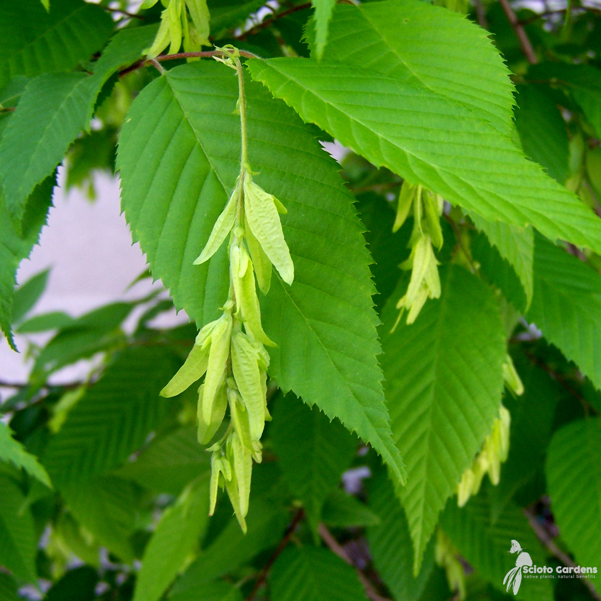 <p>Musclewood or blue beech. Alternate leaves that are sharply doubly serrated. Pointed, reddish buds. Smooth, thin, and ‘sinewy’ bark.</p>