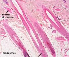 <p>surrounded by sebaceous glands </p>