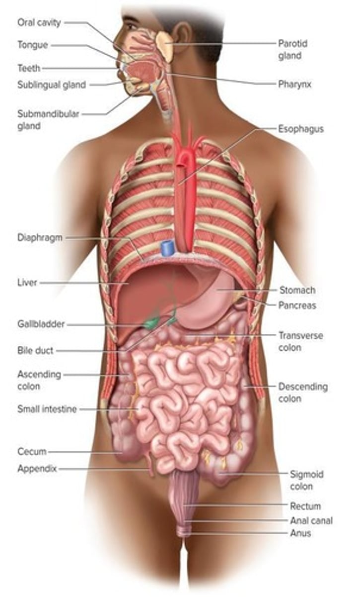<p>To process food, extract nutrients, and eliminate residue.</p>