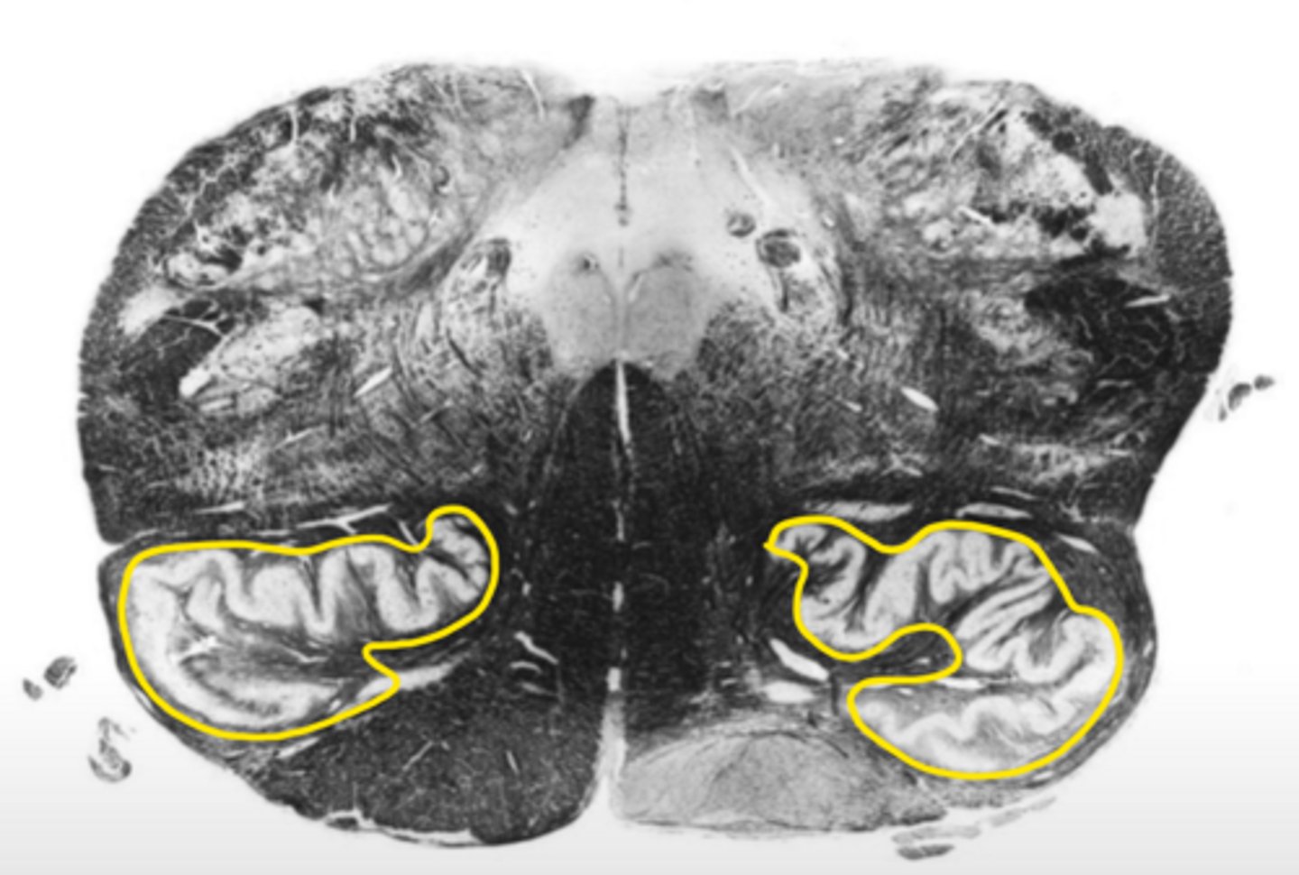 <p>ID the structure</p>