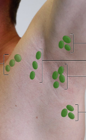 <p>What are the bottom set of lymph nodes</p>