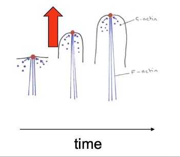 <p>Filopodia are finger like protrusions that <strong>sample the environment</strong> and extend and withdraw, generated by the <strong>rapid growth of actin filaments</strong> at the plasma membrane  + end is towards end of the cell </p>