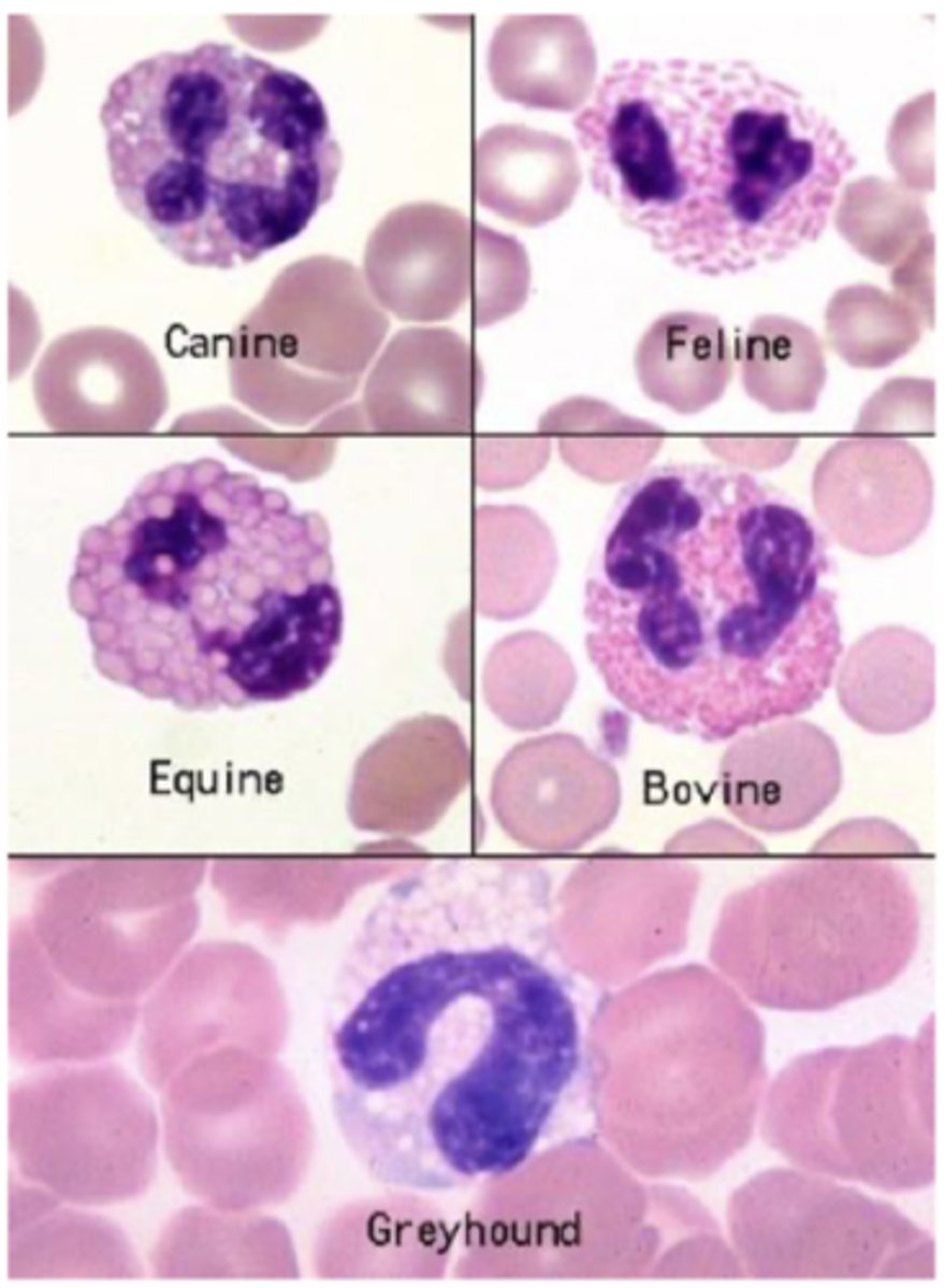 <p>decrease in eosinophils</p>