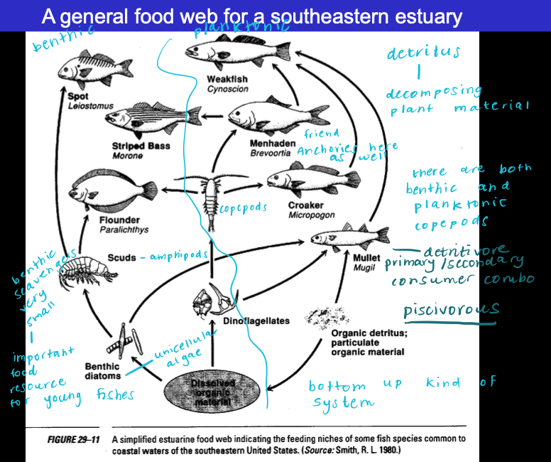 <ul><li><p><strong>invertebrate activities give nutrient retention by estuary</strong></p></li><li><p><strong>filter-feeding zooplankton fed on by fishes</strong></p></li><li><p><strong>fecal matter returned to sediment</strong></p><ul><li><p><strong>food for benthic invertebrates like amphipods, copepods, and polychaetes</strong></p></li><li><p><strong><span>also abundant clams, oysters which filter feed</span></strong></p></li><li><p><strong>filter-feeding fishes</strong></p></li></ul></li></ul><p></p>