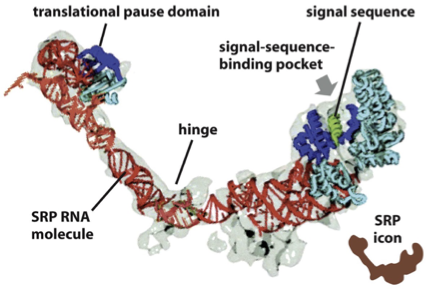 <ul><li><p>an elongated particle made by 6 different polypeptides bound to a small RNA molecule (ribonucleoprotein)</p><ul><li><p>the elongated RNA acts like a scaffold to organize SRP proteins</p></li></ul></li><li><p>one end interacts with the ribosome a.a. entry door, the other interacts with the emerging signal sequence</p></li><li><p>the signal sequence binding site is a hydrophobic pocket lined by methionine residues</p><ul><li><p>Methionine’s flexible side chains provide plasticity, allowing SRP to recognize many different hydrophobic signal sequences.</p></li></ul></li></ul><p></p>