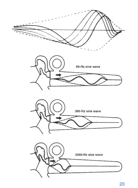 <p><strong>Resonantie-theorie (von Helmholtz, 1862)</strong><br>• Geluid → specifieke resonantiepunten op basilair membraan</p><p><strong>Von Békésy (1949): Lopende golf</strong><br>• <strong>Longitudinale golf</strong> + <strong>Transversale golf</strong><br>• Basilair membraan:</p><ul><li><p><strong>Breedte & massa nemen toe</strong> richting apex</p></li><li><p><strong>Stijfheid neemt af</strong> richting apex</p></li></ul><p><strong>Oorzaak:</strong><br>• Aantal & eigenschappen van haar- en steuncellen<br>• Structuur van het basilair membraan</p><p><strong>Resultaat:</strong><br>• Hogere capaciteit om <strong>hoogfrequente drukveranderingen</strong> te absorberen richting apex<br>• <strong>Tonotopie:</strong></p><ul><li><p>Basis → <strong>hoge frequenties</strong></p></li><li><p>Apex → <strong>lage frequenties</strong></p></li></ul><p></p>