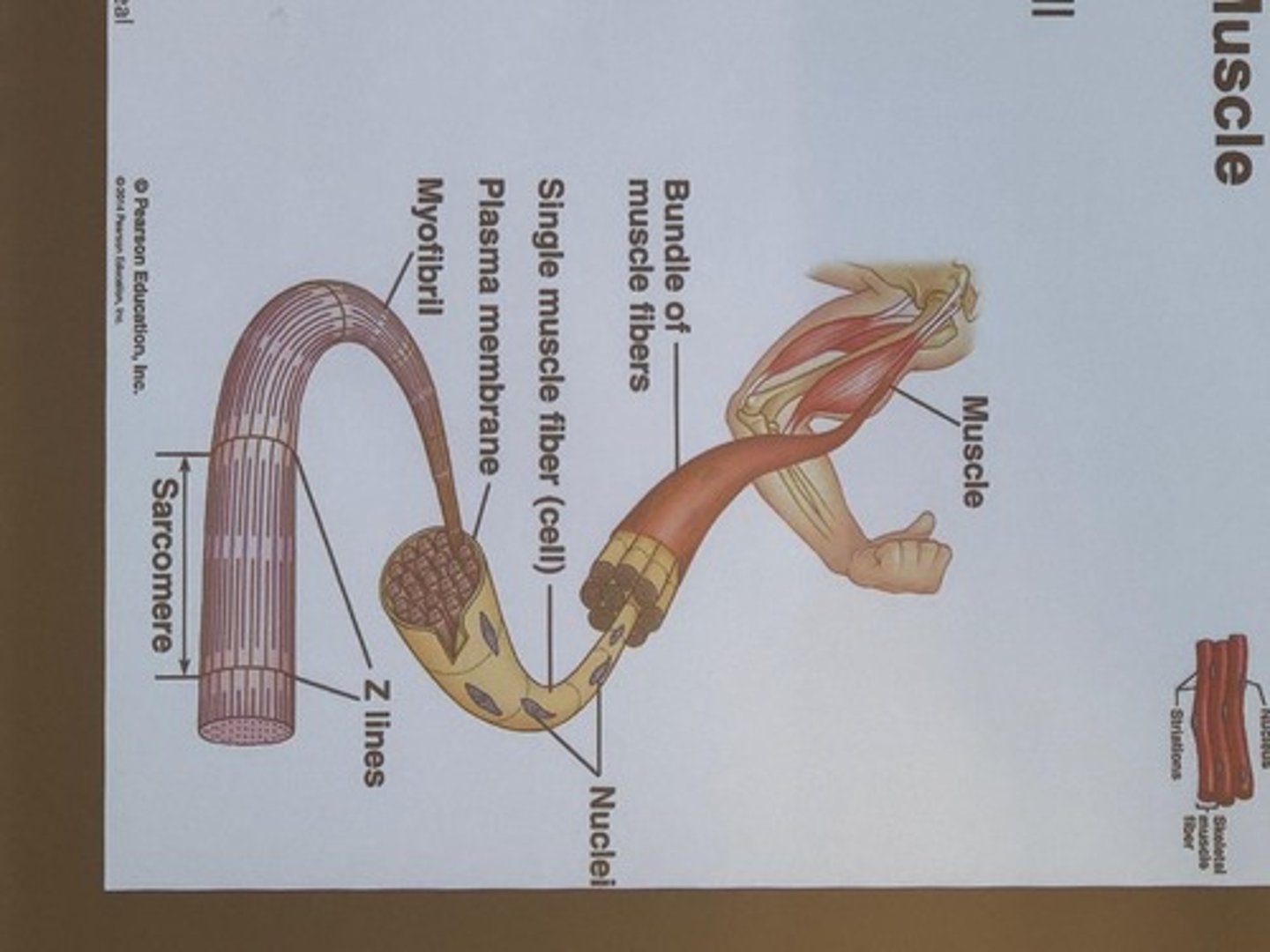 <p>Describes muscle contraction mechanism</p>