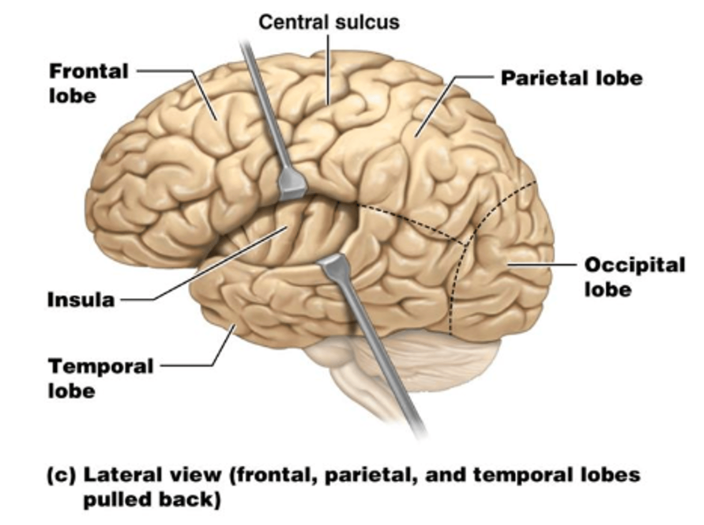 <p>Four of them are superficial and are named for their overlying bones: Frontal, Parietal, Temporal, & Occipital</p><p>The fifth lobe, called the Insula, is found deep in the cerebrum.</p>